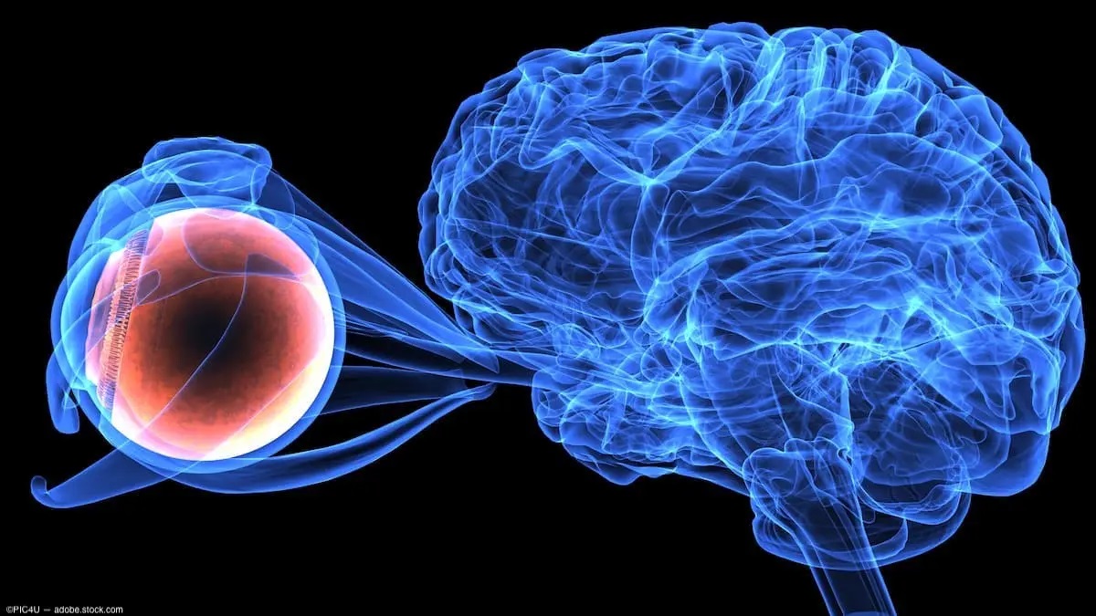 Imágen del cerebro conectado con la retina